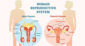 Population Studies and Reproductive Health 